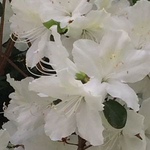 Meet your Posher, Karoline